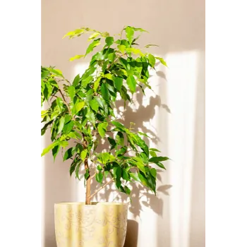 Natural Ficus Benjamina Plant